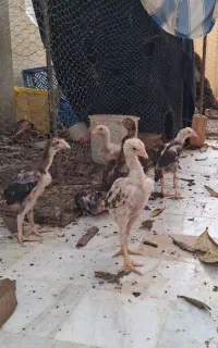 جوجه لاری ۱ ماهه