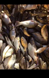 ماهی کپور همه سایز موجود