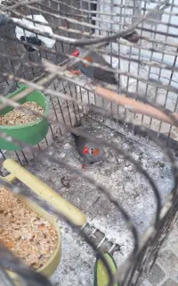 فنچ نر معاوضه با فلش