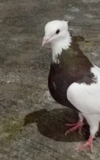 طوقی ماده