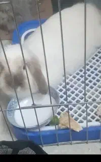 خرگوش