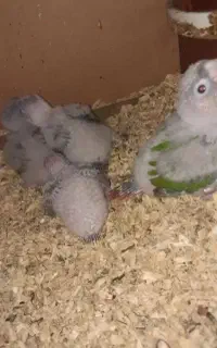 جوجه گرینچیگ جوجه عروس هلندی جوجه کوتوله
