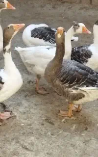 هشت عدد غازوقوغاز نرماده دوعددقوغاز جوجه امسال