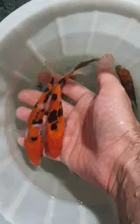 کوی نژاددار سانکه/کومونوریو/شوا