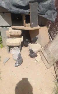 کفتر