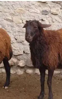 به یک خانواده جهت کار در دامداری نیازمندیم