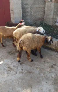 بره های نر پرواری