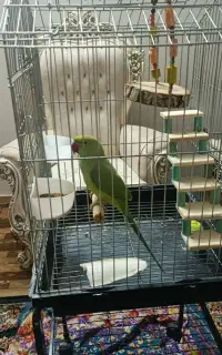 طوطی ملنگو سخنگو