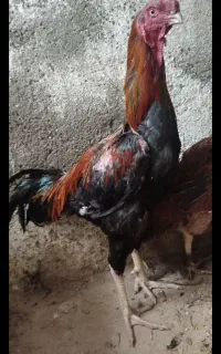 مرغ وخروس وجوجه افغان