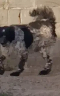 سگ نگهبان ماده قدرجونی