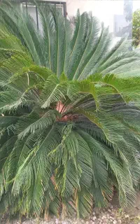 گیاه سیکاس