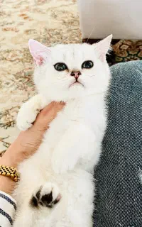 توله بیریتیش‌ سیلور ماده ۳ماهه