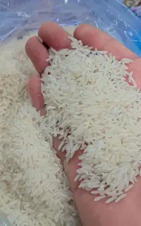 برنج فجر درجه یک ممتاز 120روزه امساله