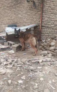 سگ نر