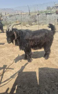 اخته
