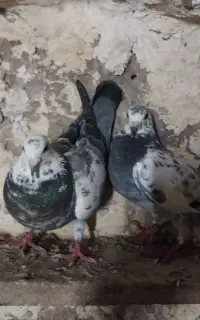 کبوتر