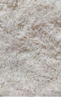 طارم هاشمی