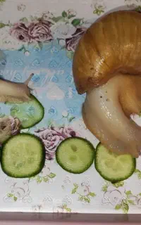 حلزون