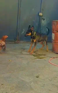 سگ ژرمن