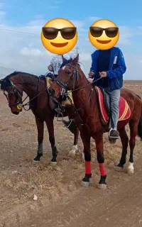اسب
