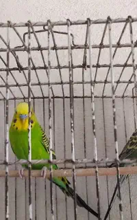 ۳ عدد مرغ عشق جوان بارنگ های زیبا و دلنشین