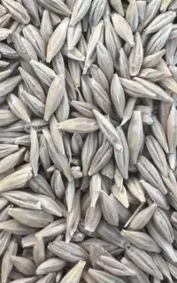 جو محلی