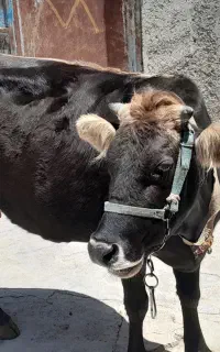 گاو وگوساله