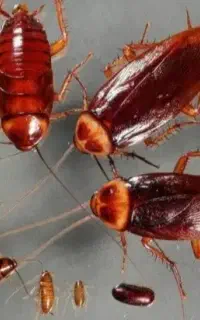 سمپاشی سوسک ساس موریانه در یک مرحله 100درصدتضمینی
