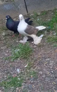 کبوتر.