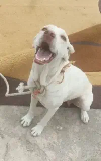 سگ ماده