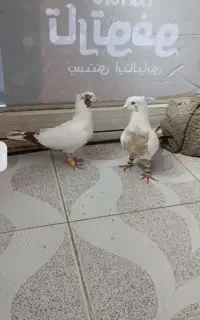 کفتر دم زرد