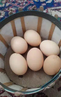 تخم مرغ نطفه دار