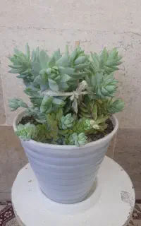 تعدادی گل آپارتمانی