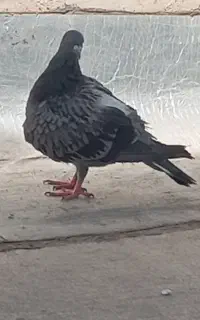 دو عدد جوجه سبز