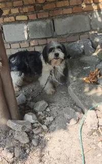 سگ پاکوتاه نر
