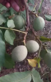گردو درجه یک مغز سفید