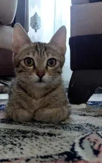 واگذاری گربە