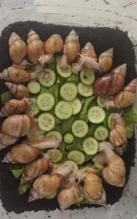 حلزون  آلبینو درمانی و بهداشتی