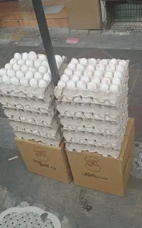 ۳ کارتت تخممرغ تاریخ تازه
