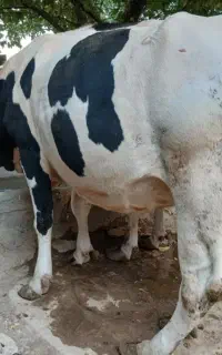 فروش یک راس گاو