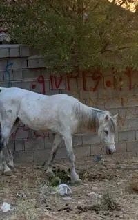 اسب نریان دره شوری