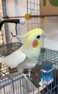 عروس هلندی سخنگو