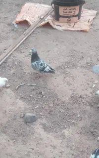 ساره نره