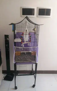 طوطی گرینچیک