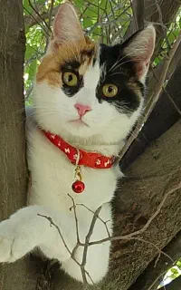 گربه ماده