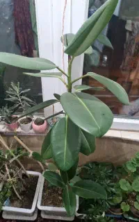گیاه