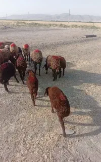 میش و بره جوان
