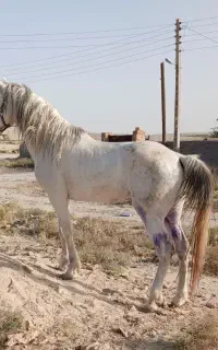 خرید وفروش اسب پالونی بار کش