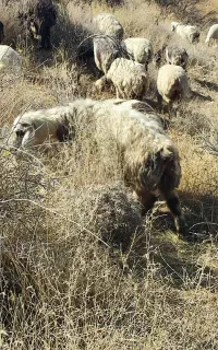 شیشک میش