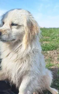سگ پاکوتاه